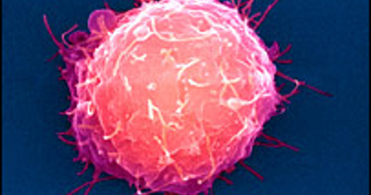 Stem Cells